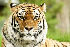 Фреска Большой тигр