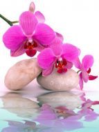 Фреска Розовая орхидея на камнях
