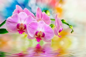 Фотообои нежность орхидеи