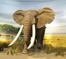 Фреска африканский слон