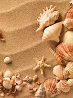 Фотообои ракушки на песке