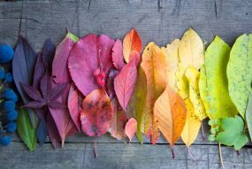 Фотообои Разноцветные листья