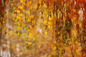 Фотообои Осень