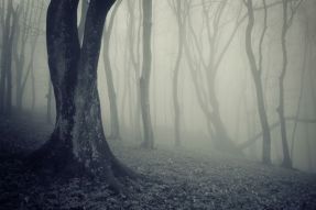 Фотообои Туман в лесу