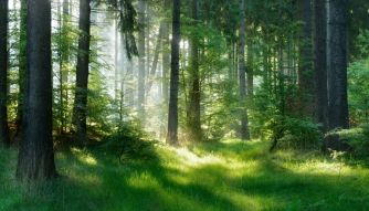 Фотообои Солнечный лес