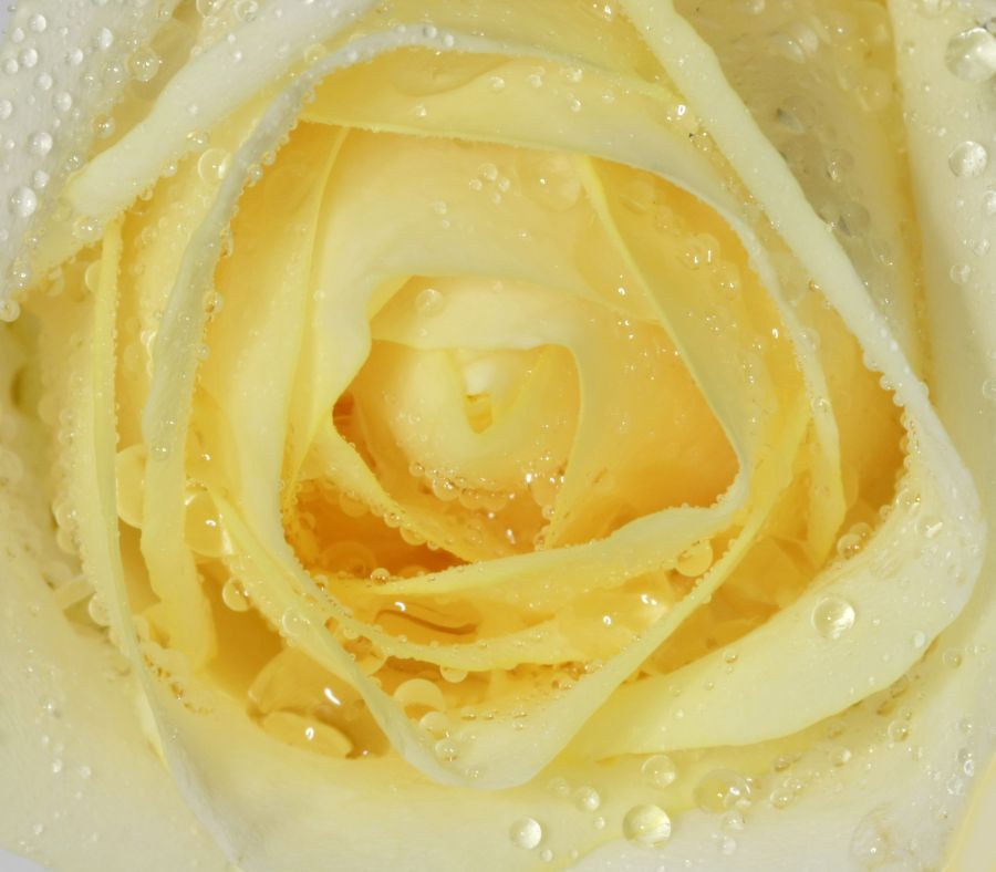 Фотообои Чайная роза с каплями росы