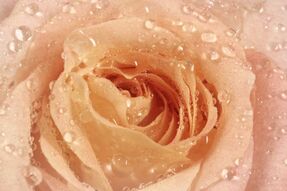 Фреска Бутон розы с каплями росы