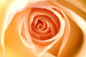 Фреска розовая роза